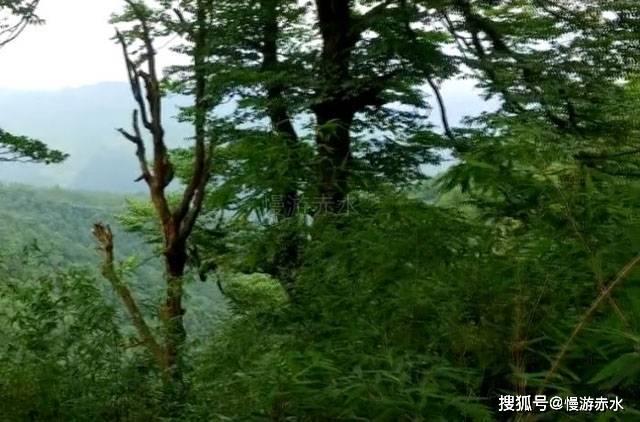 炸弹专家